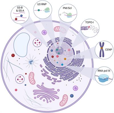 Can Antinuclear Antibodies Have a Pathogenic Role in Systemic Sclerosis?